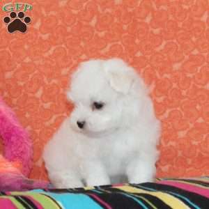 Austin, Maltipoo Puppy